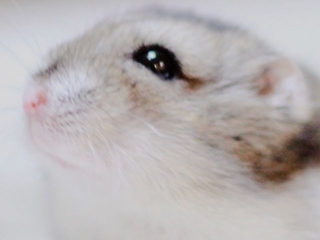 うちの子きゅんフォト