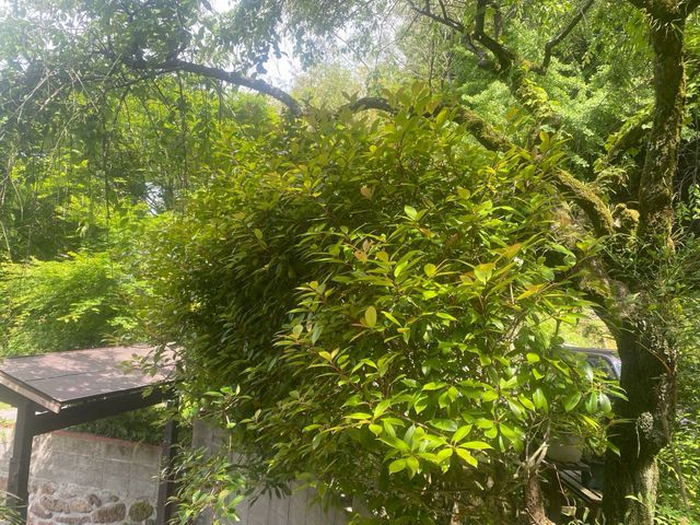 【剪定・生垣の刈込】植木１本から承ります。お客様のご要望に応じた作業を致します。