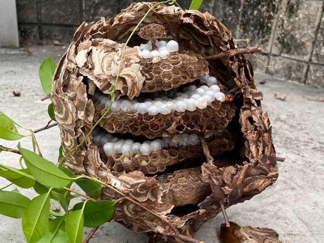 【怖い蜂の巣をすぐに駆除◎アシナガバチ8,800円◎スズメバチ駆除11,000円