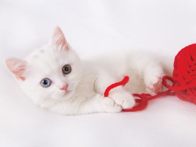 年中無休　どこよりも可愛く撮影します！家族も一緒に撮影できます！