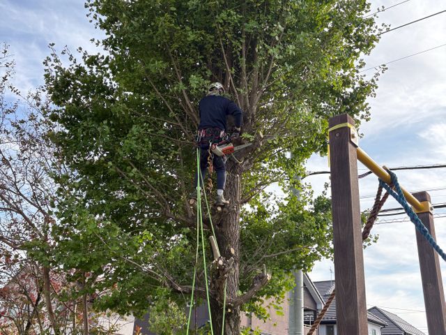 【庭木が元気になる剪定】状態に合わせて提案可能◎女性スタッフ同行可能◎手直しも◎