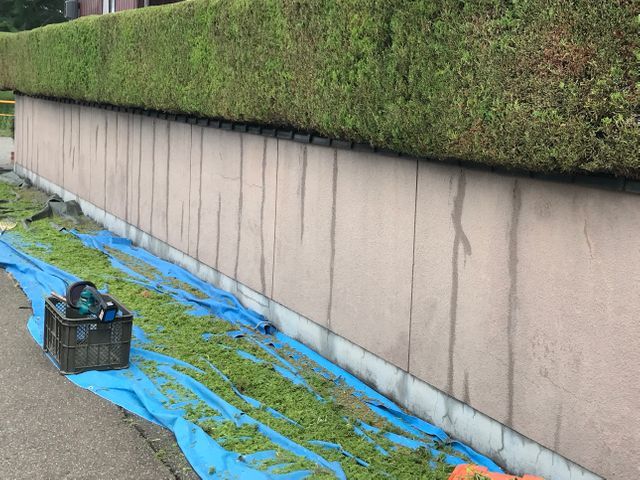 生垣の刈込み