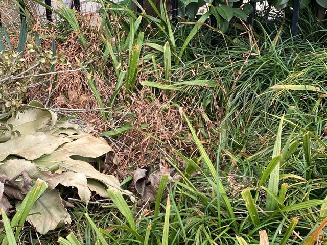 ●お庭、畑の草むしり簡単な樹木の剪定などお気軽にご相談下さいませ。