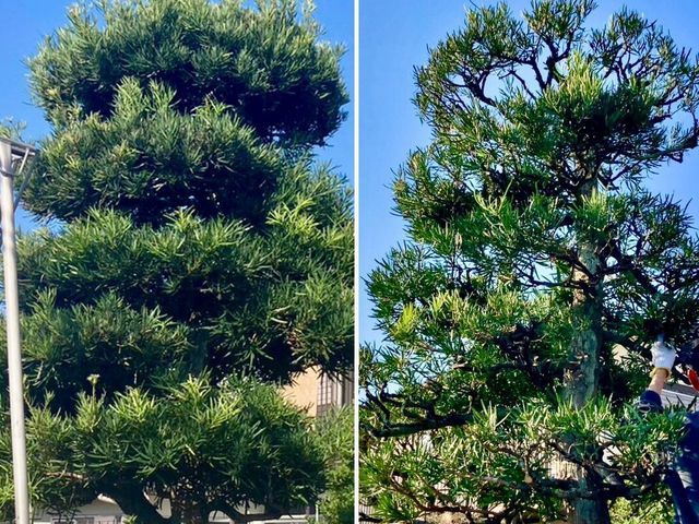 50年大切にされた木も託される信頼！電動工具で騒音・排気ガスゼロの丁寧な庭木剪定