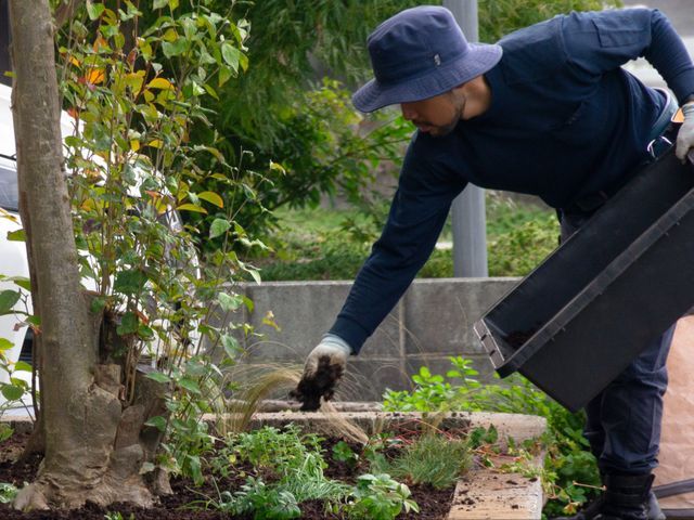樹木を植え替えます