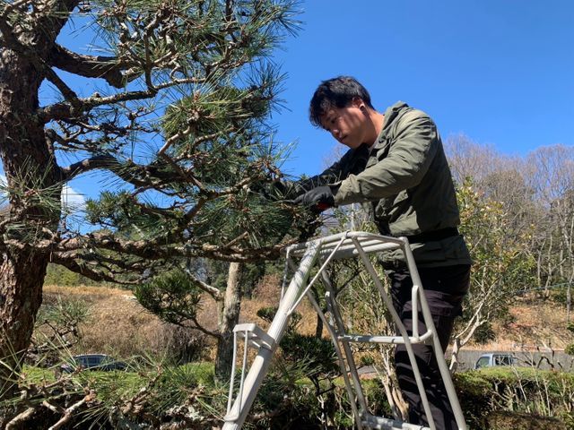 出店記念キャンペーンで地域最安値に挑戦中！雑木や高木なんでも対応いたします！