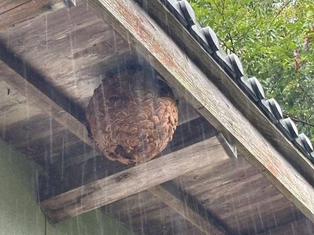 蜂駆除　お助け隊！　安心価格と迅速対応でお客様をサポート(^^)