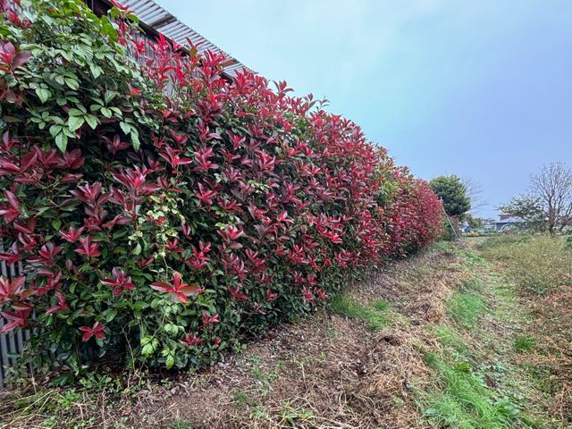 「植え込み・生垣の剪定」　　　　　　　　　　　お気軽にお問い合わせ下さい！