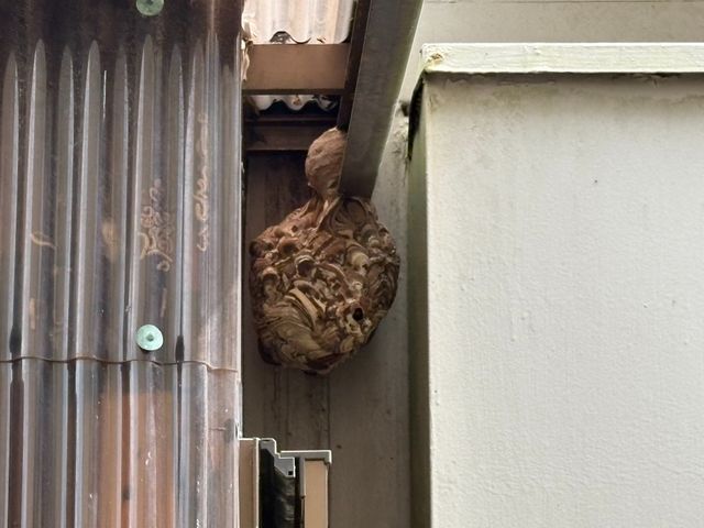 【危険な蜂の巣を駆除】◎アシナガバチ8,000円～