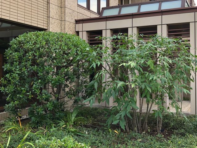 《植木屋を始めてから10年目》神奈川県を中心に対応中◎