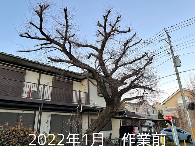 空師 / 特殊伐採技術を駆使して、安全に伐採いたします！