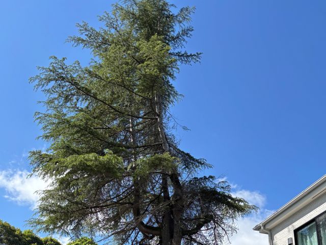 空師 / 特殊伐採技術を駆使して、安全に伐採いたします！