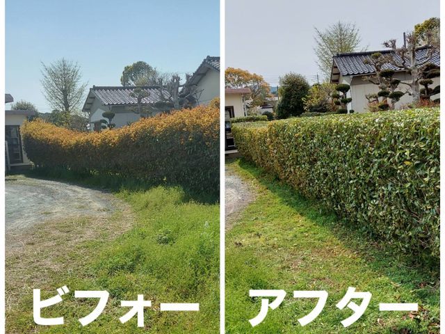 植え込み、生垣の剪定