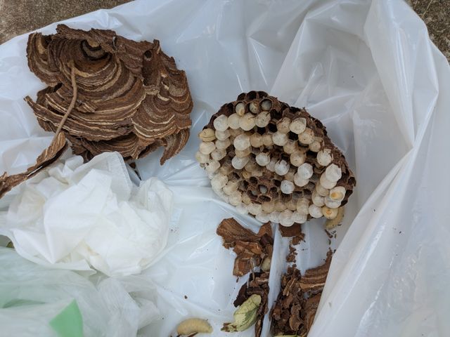 スズメバチ・アシナガバチの駆除。危険な作業は私にお任せください。