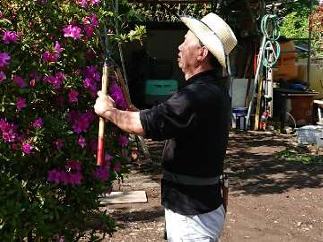 垣生け垣、植え込みの剪定作業お引き受け致します。お気軽にごメール下さい。