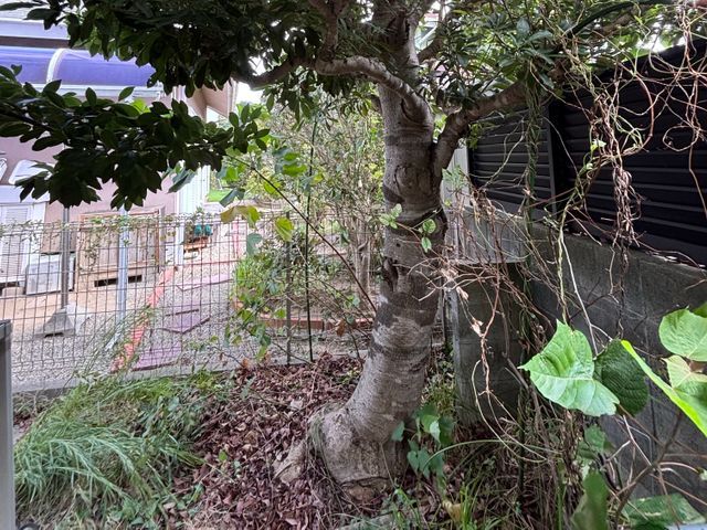 【まとめて割引あり】営業時間外も相談OK！安心・快適の庭木お手入れサービス