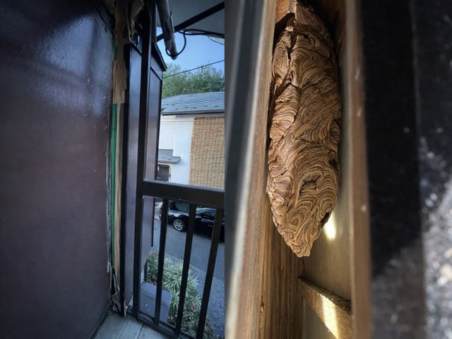 蜂の巣スピード駆除