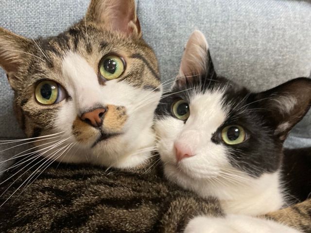 動物病院勤務10年以上の愛玩動物看護師による安心のお世話代行サービス