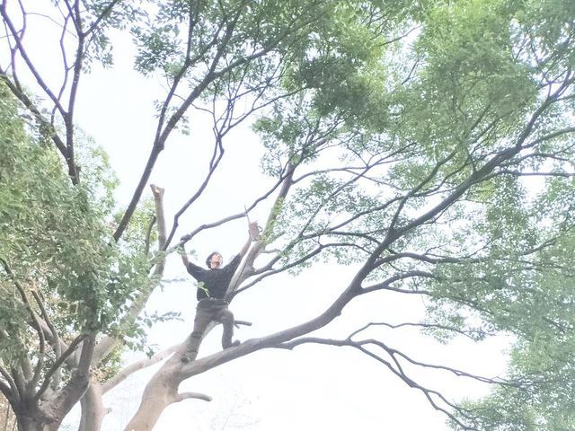 【林業・国家資格保有】家の守り神でもある庭木、感謝して伐採させていただきます