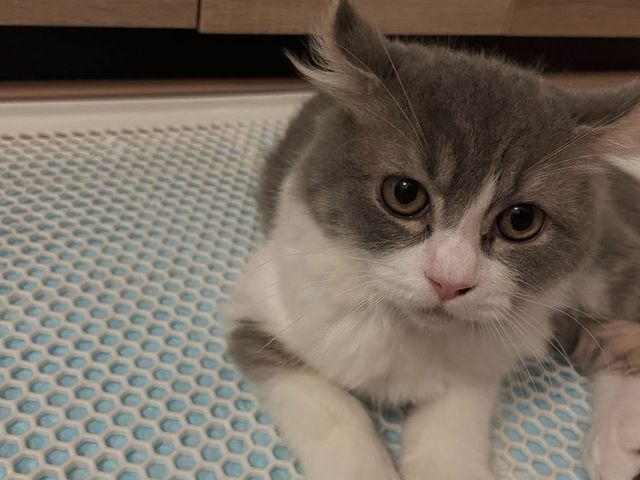 【ペットの安全第一】経験豊富なシッターが愛情持ってお世話いたします。