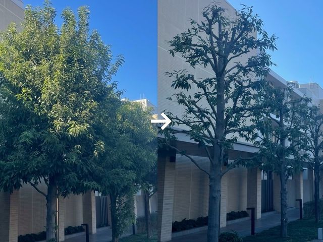 木の姿を大切に、成長も考えた剪定を行います。