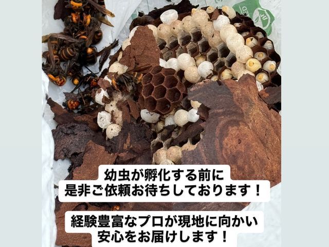 【地域最安値】【即日対応可能】【年中無休】＊駆除実績300件超えのプロが対応!