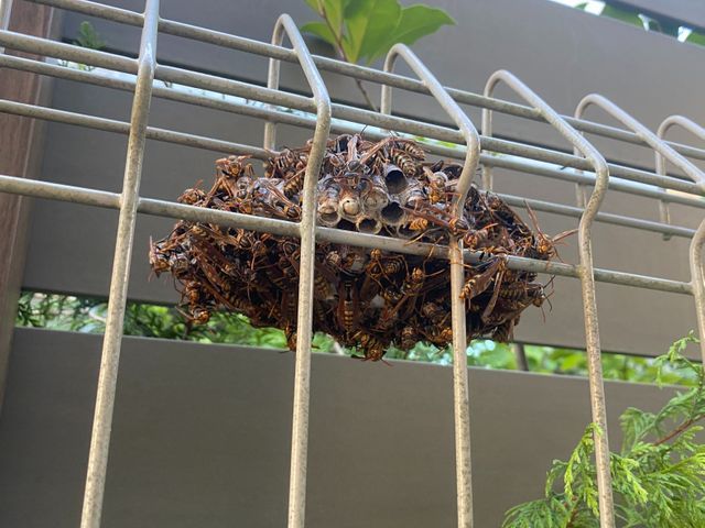 確かな技術で誠実に対応！害虫・蜂の巣駆除サービス