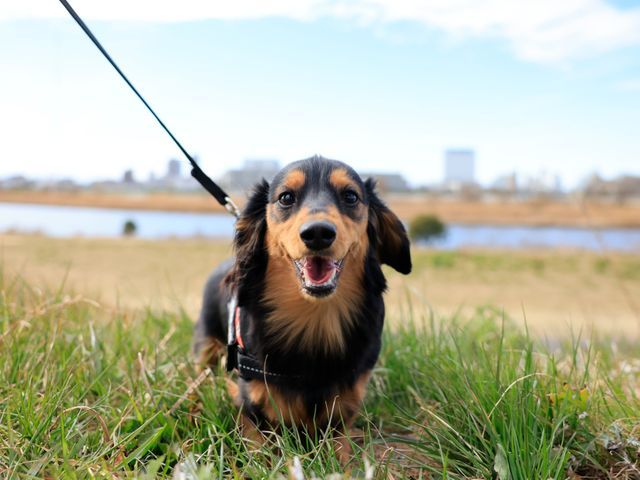 大切な家族を自然に残すペット撮影｜犬・猫・小動物対応