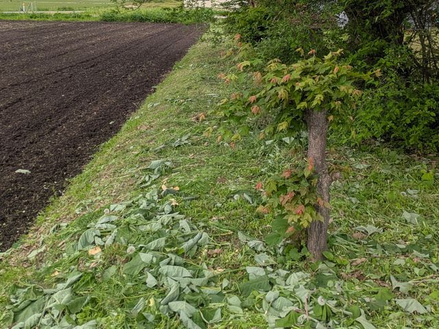 伸びきった雑草に困っていませんか？雑草のことなら当店にお任せください！！