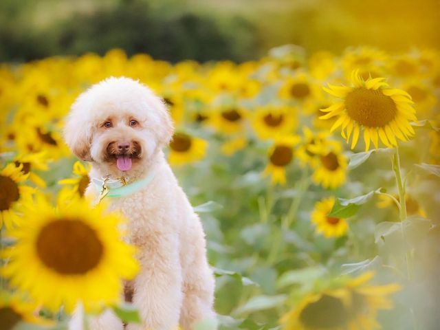 わんこ撮影のべ1000頭！四季の景色で残すペットフォト