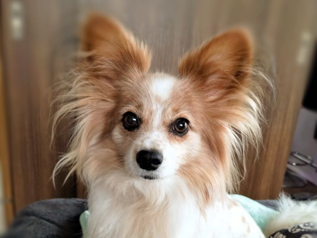 慣れた場所だからこその安心感♫出張型トリミング！パピー〜シニアまで対応可◎