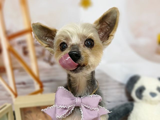 慣れた場所だからこその安心感♫出張型トリミング！パピー〜シニアまで対応可◎