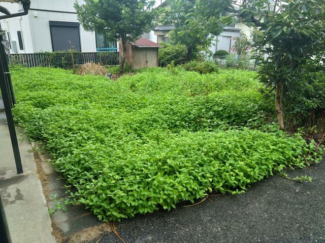 雑草でお困りのお庭や空き地及び駐車場など丁寧にきれいに致します。