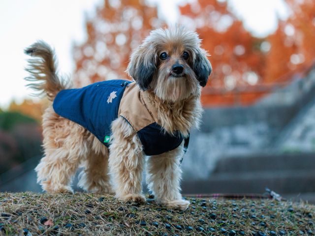 犬好き夫婦が撮影★素敵な表情を引き出します！【レタッチ込・100枚以上納品】