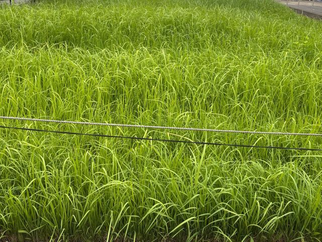 芝刈り機での草刈りです！どんな規模でも他社より1円でも高い場合は値下げいたします