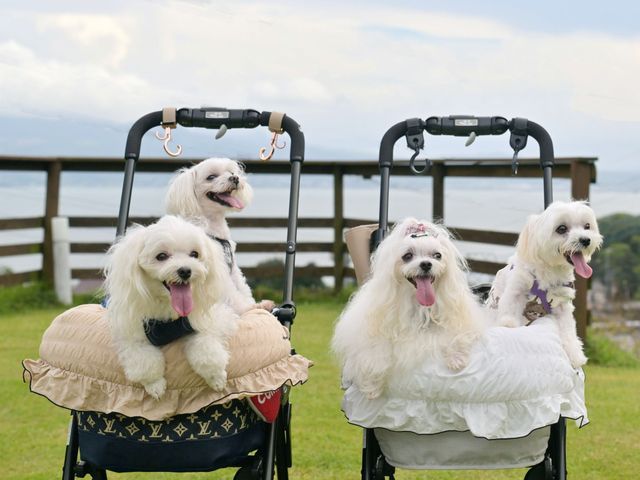 雑誌社のカメラマンだから安心してご依頼ください。かわいいペットの今を残します。